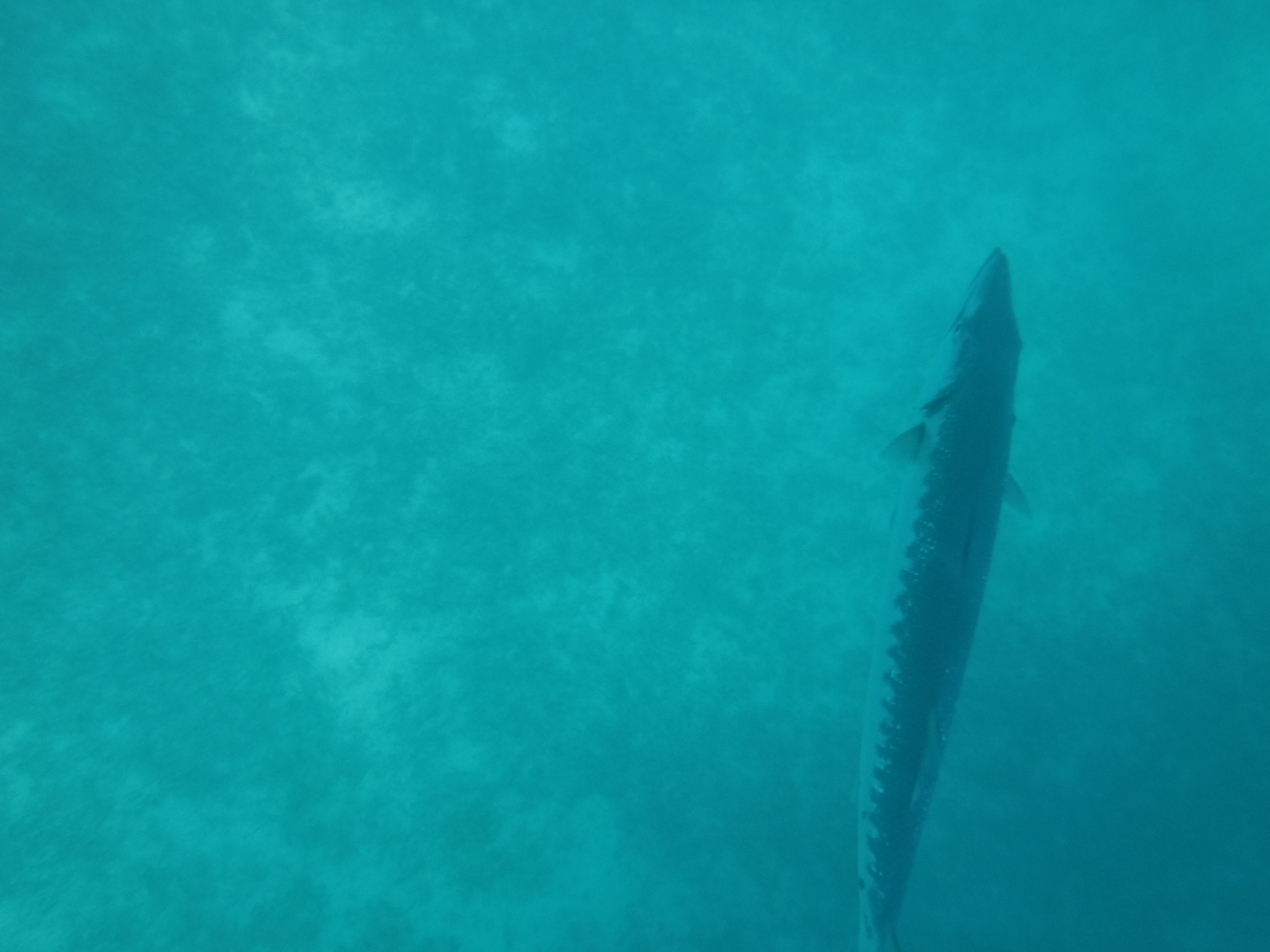 hungry-hungry-barracuda